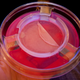 Image for article titled Meat Band-Aids and Mass Production of Living Tissue